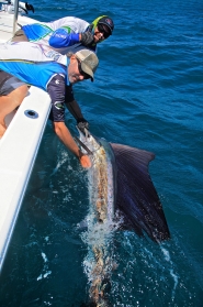 billfish7web