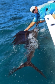 billfish8web